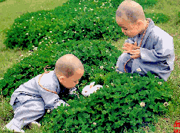 跟小兔子玩的小和尚