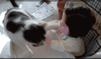 猫咪打小孩的脑袋