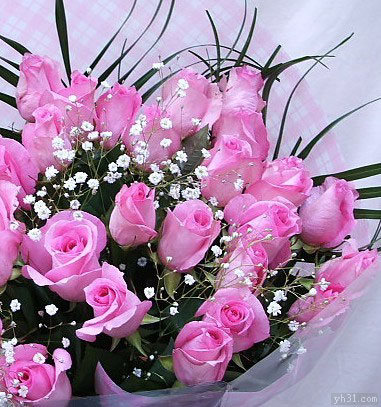 刚刚绽放的花朵