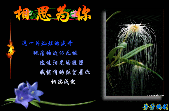 我悄悄的张望着你，相思成灾