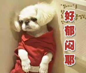 好郁闷的小狗