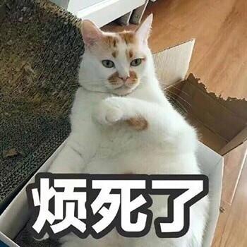 猫咪也很忧愁，烦死了