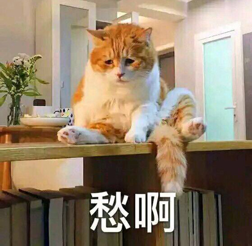 生活没有乐趣，猫咪也犯愁