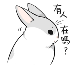 小灰兔子问问有没有人在