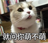 配文字的喵星人图片