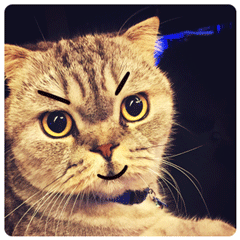 猫咪给你点个赞