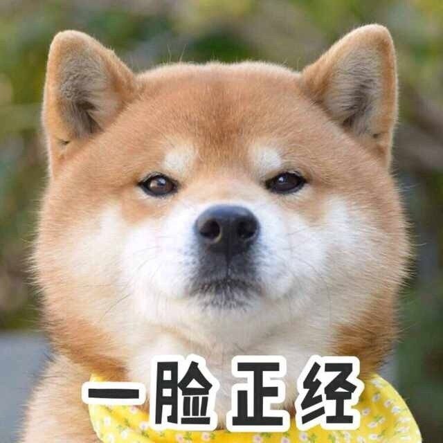 一脸正经的望着你