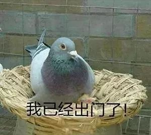 可爱的鸽子表情图片