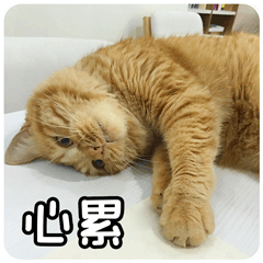 我是真的心累