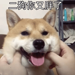 二狗，你又胖了