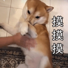 一条废柴-柴犬专题表情图片
