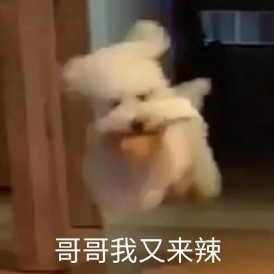 可爱的猫咪文字版表情图片