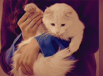 抓住猫爪子挥手打招呼