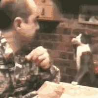 猫咪也要吃主人吃的东西