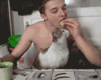 猫咪争抢主人的东西