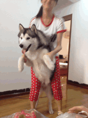 很2的女青年教狗狗跳舞