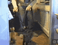 小猫把主人的裤子扯掉了
