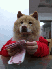 数钱给狗狗看