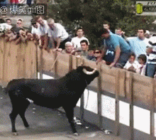 挑衅蛮牛被撞