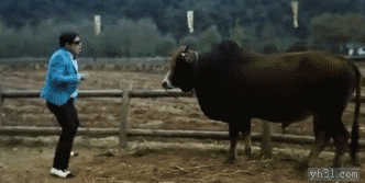 站在牛前面跳骑马舞