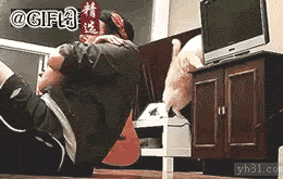 淘气的猫咪误伤主人