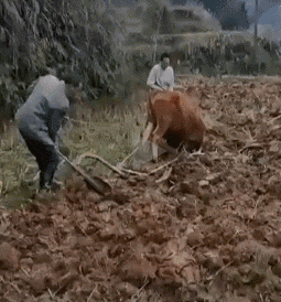 没有犁坏的地，只有累死的牛