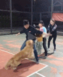 一家人与狗狗玩老鹰捉小鸡的游戏