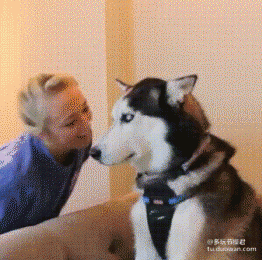 怎么挑逗都不动声色的哈奇士