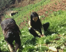 妹子们拔个萝卜还真拼啊