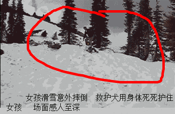 救护犬用身体死死护住女孩，场面感人