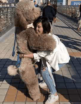 抱起我的大萌熊去逛街