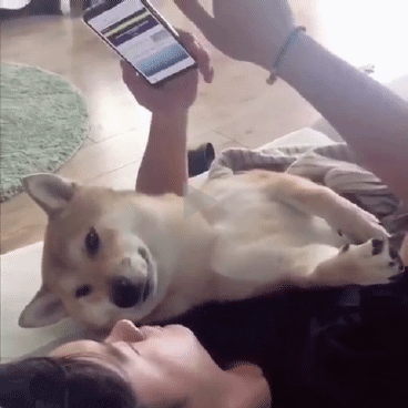 主人，你就不能让我静静的躺一会么