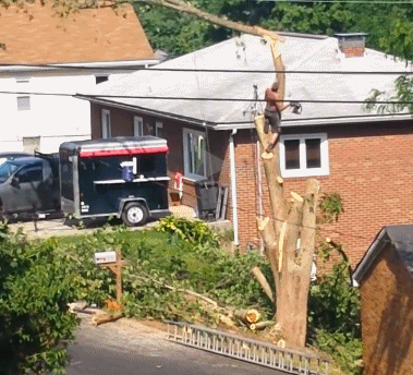 树枝砍断了，人也掉下来了