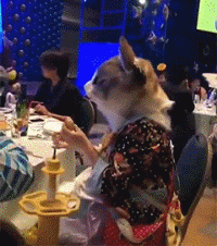 这只猫猫成人精了