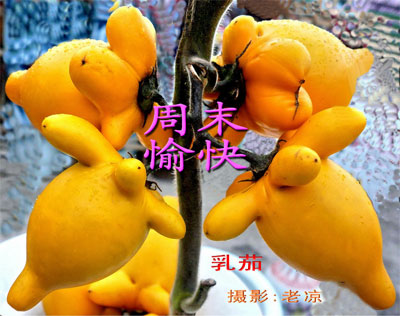 奇形怪状的果实