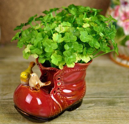 在鞋子里面种菜