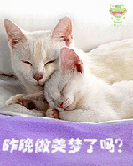 昨晚你做美梦了吗