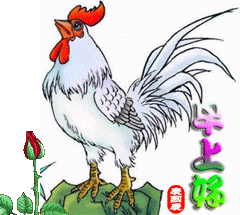 早上叫唤的公鸡
