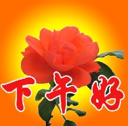 红花版下午好