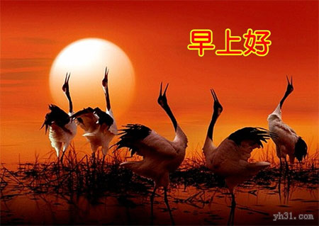 美丽的天鹅版早上好