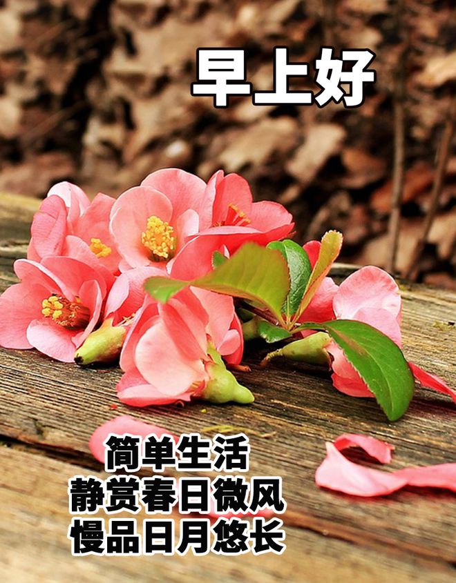 早上好！静赏春日微风，慢品日月悠长