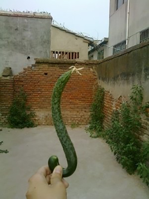 有点像蛇头的黄瓜