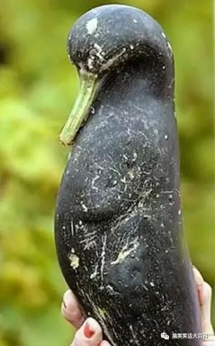 这根茄子很像一只小鸟