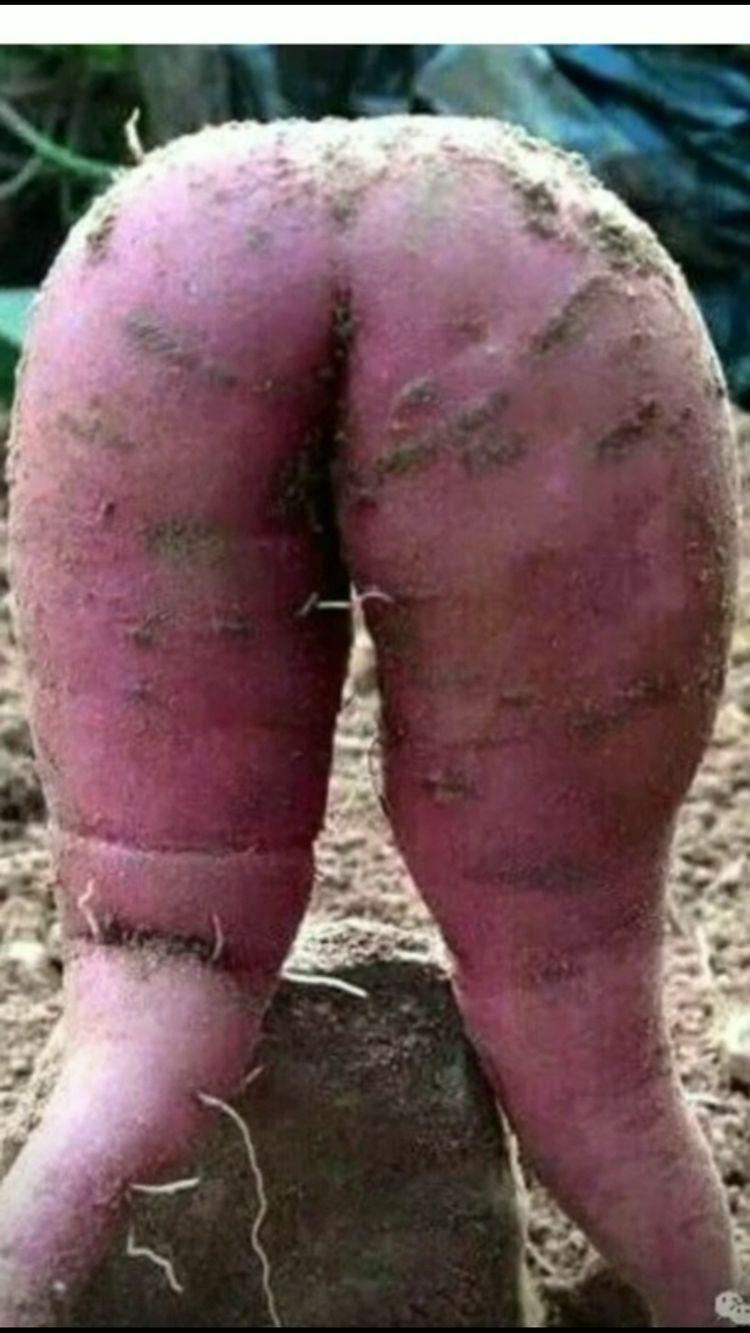 很像屁股的大红薯